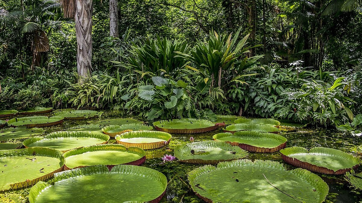 Regenwald, Großprojekte und die Politik – ein Abend zur aktuellen Situation in Amazonien