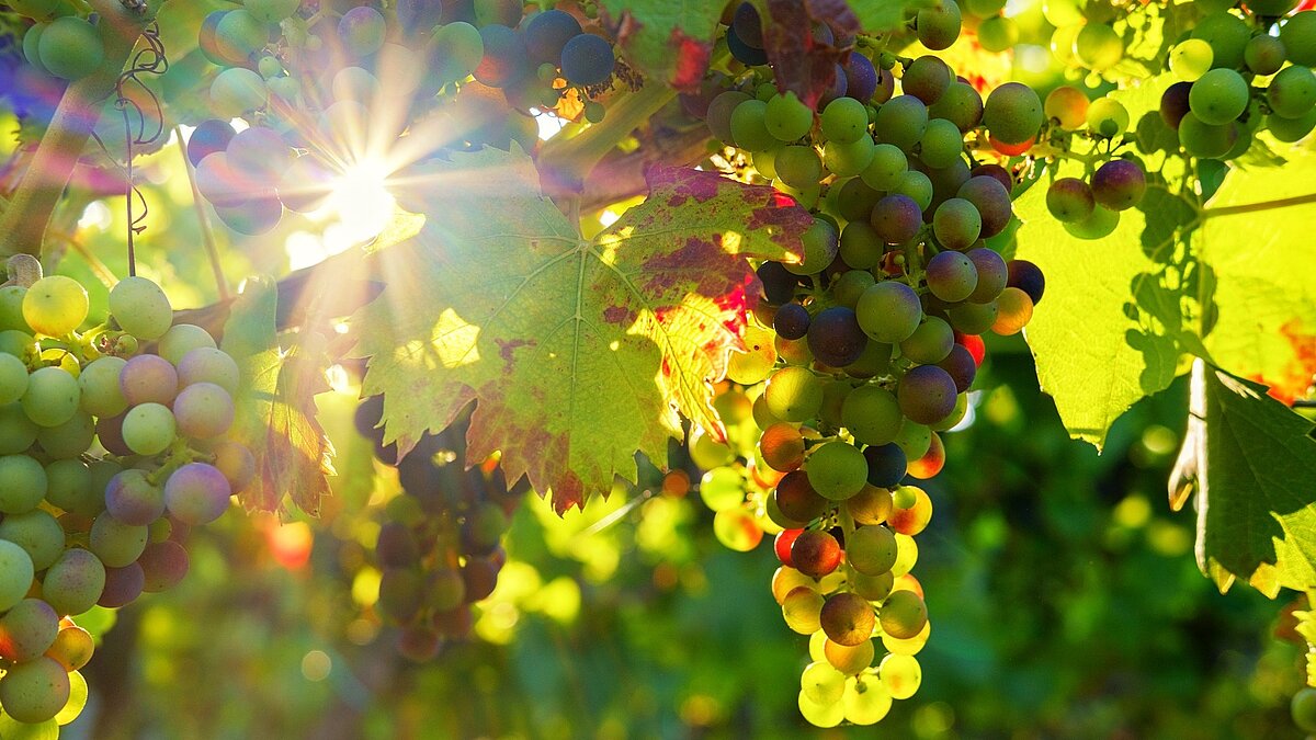 IN VINO VERITAS - ökumenischer Uhrtürmchengottesdienst