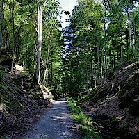 Durch die Spessartwälder