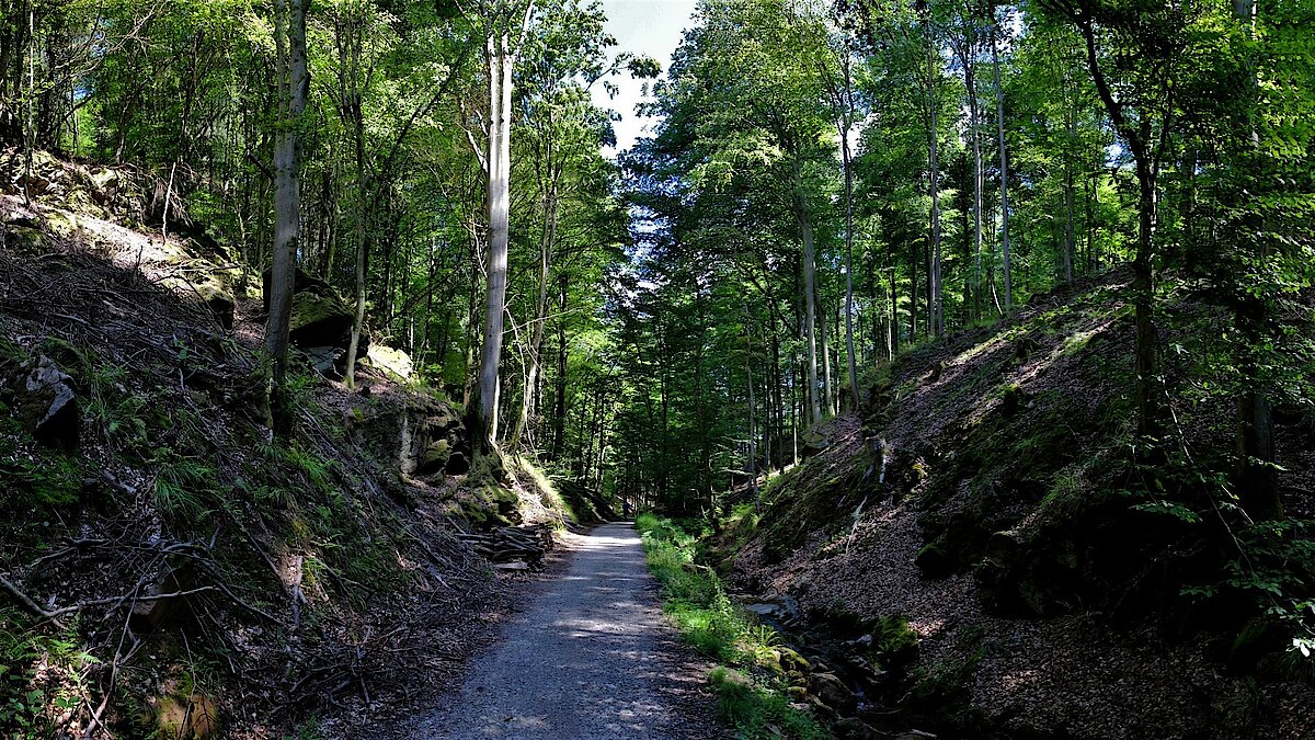 Durch die Spessartwälder